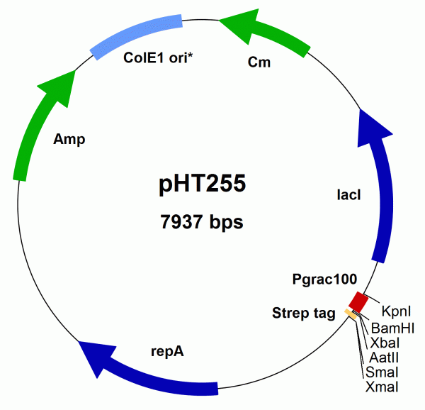 Bacillus subtilis expression vector pHT255 (Pgrac100 type, STREP-Tag)
