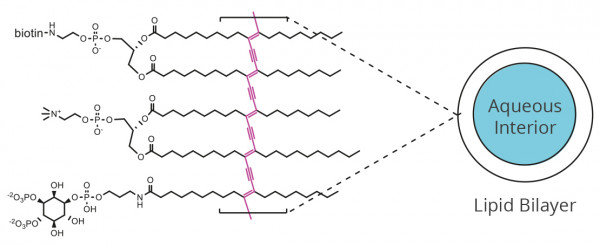 PI(5)P PolyPIPosomes (Echelon Product Code: Y-P005 250UL)