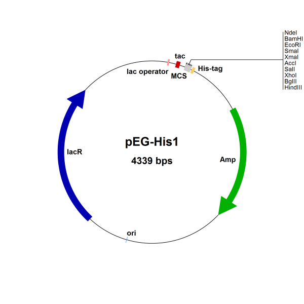 E. coli pEG-His1 Vector