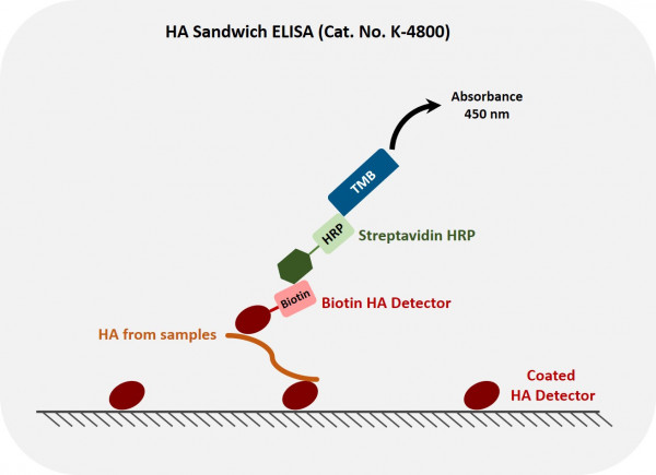 Hyaluronic Acid Sandwich ELISA (Echelon Product Code: K-4800 EAKIT)