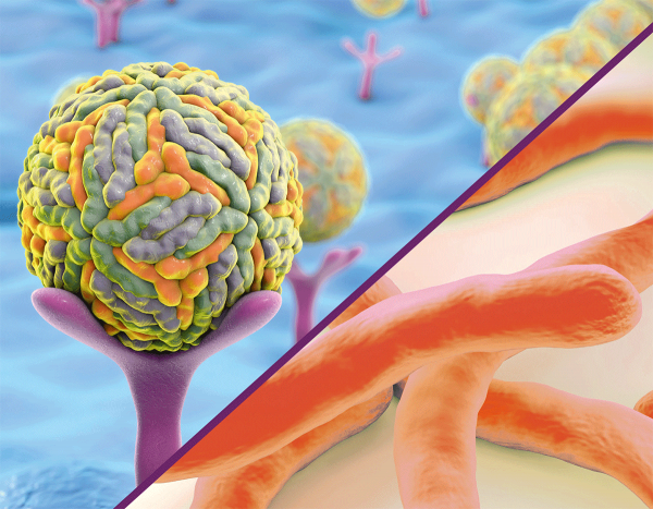 Multiplex Borrelia and TBEV IgG LIA (qualit.)