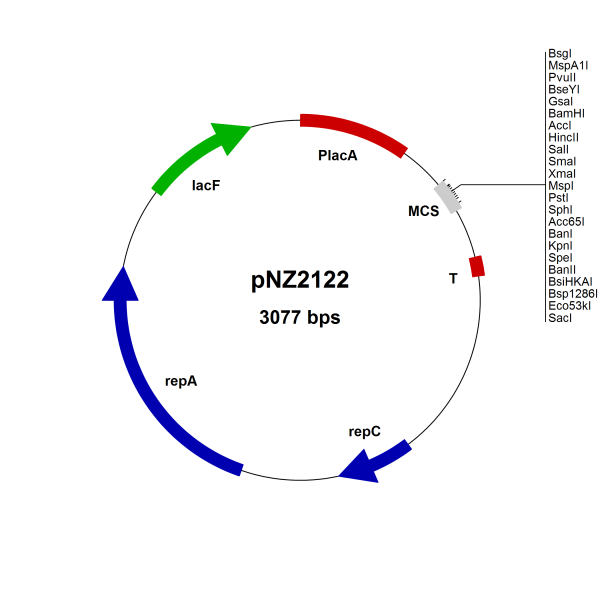 pNZ2122 Lactococcus lactis const. vector, mcs X-H, food grade