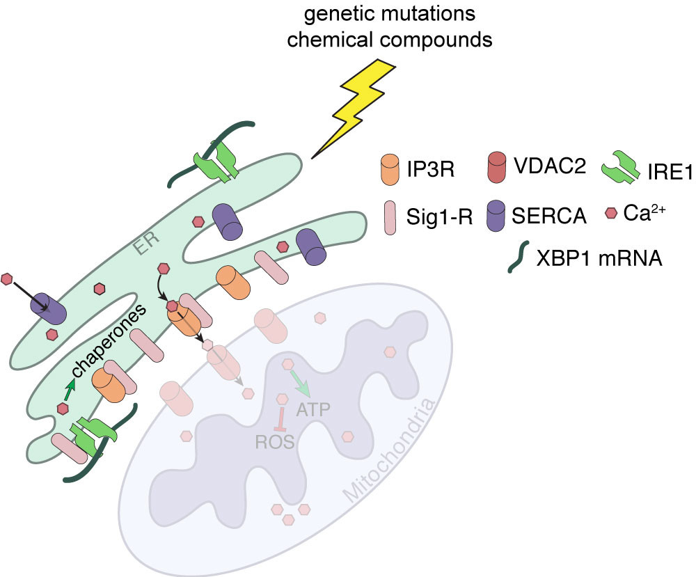 Green Cell Stress Sensor