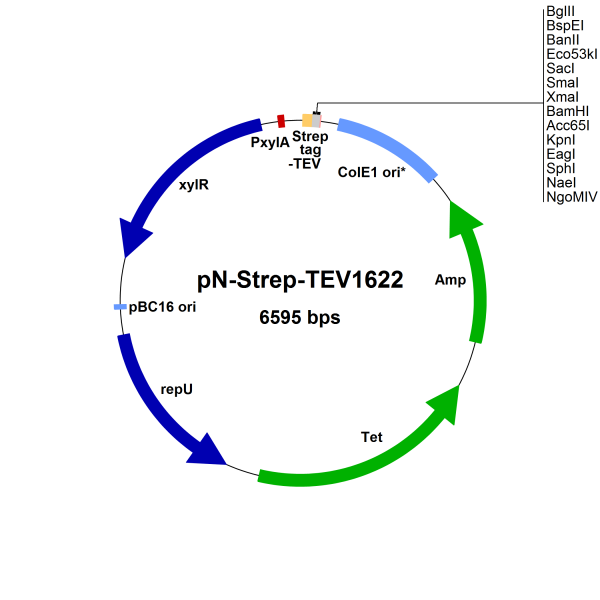 Bacillus megaterium vector pN-Strep-TEV1622