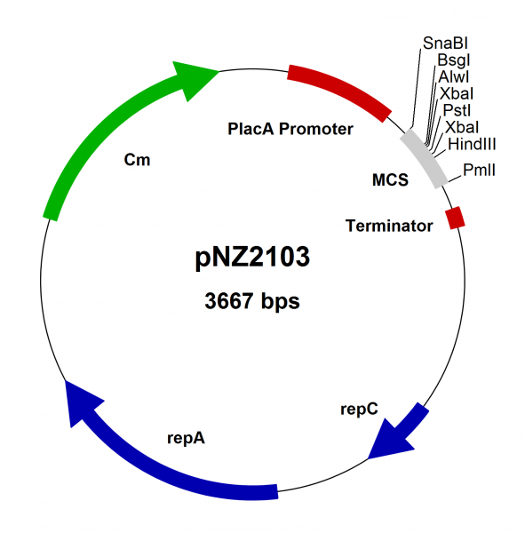 pNZ2103 Lactococcus lactis const. vector, lacA
