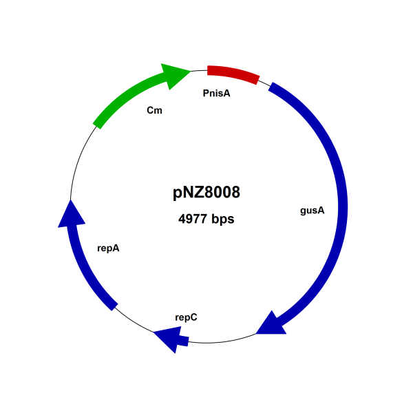 NICE® pNZ8008 Reference plasmid with gusA gene