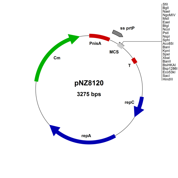 NICE® pNZ8120 Lactococcus lactis secretion vector (SP PrtP/NaeI)