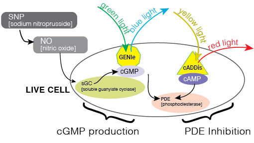 Green GENIe cGMP Sensor