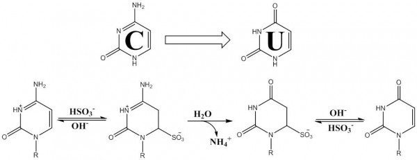EasySC DNA Methylation Kit