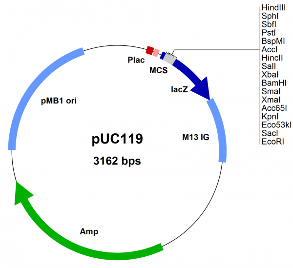 E. coli vector pUC119