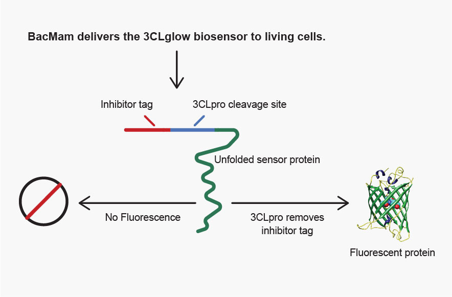 Green 3CLglow 3CLpro assay - 5mL