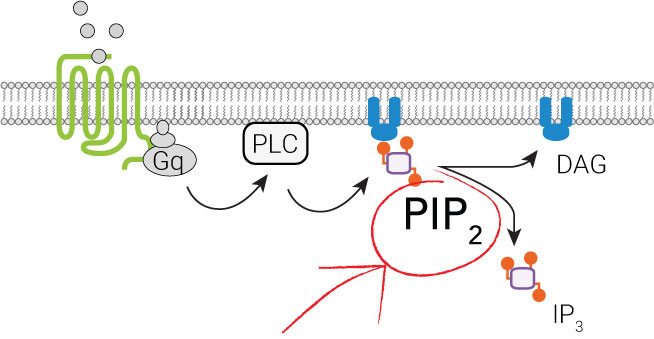 Red PIP2 Sensor