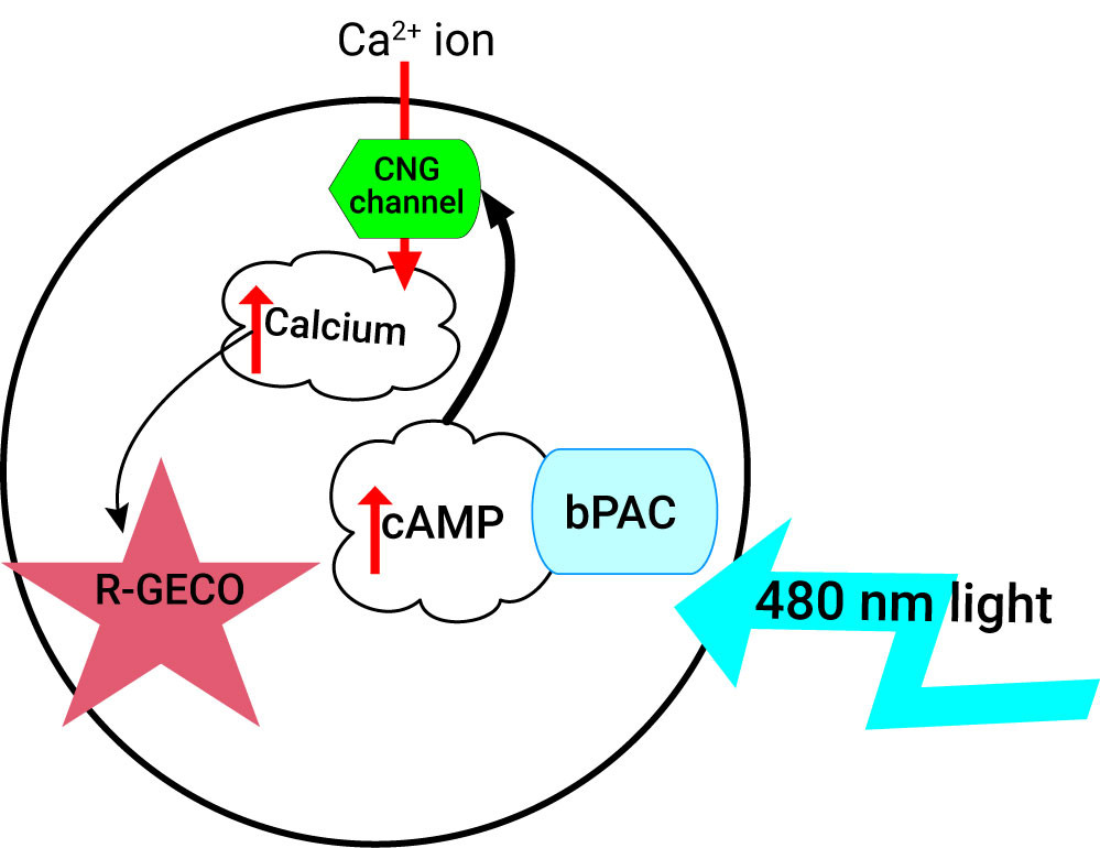 cAMP-gated Ion Channel BacMam - 10mL
