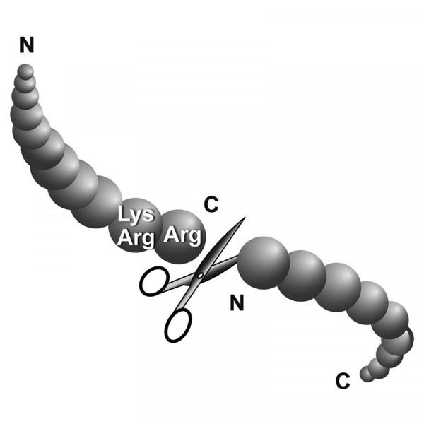 Kex2 Protease (Lys/Arg-Arg), recombinant