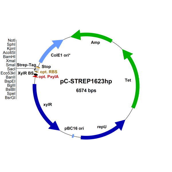 Bacillus megaterium vector pC-STREP1623hp