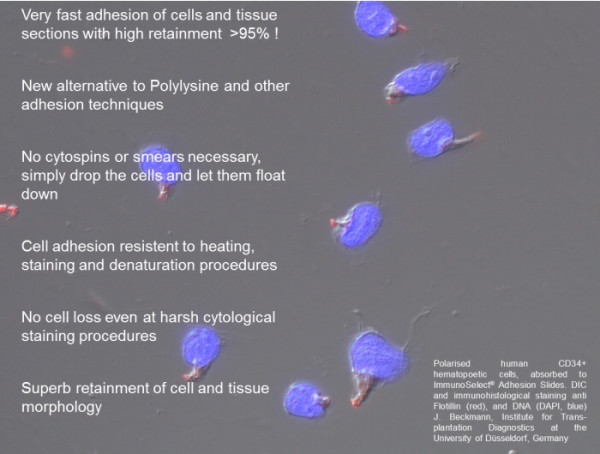 ImmunoSelect Adhesion Slides
