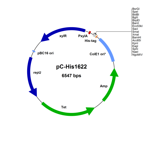 Bacillus megaterium vector pC-His1622