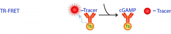 Transcreener® cGAMP cGAS TR-FRET Assay
