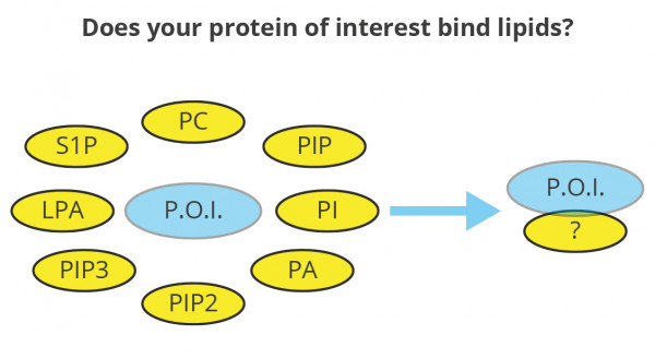 Sphingo Strips - Lipid-Protein Interaction Assay (Echelon Product Code: S-6000 10PK)