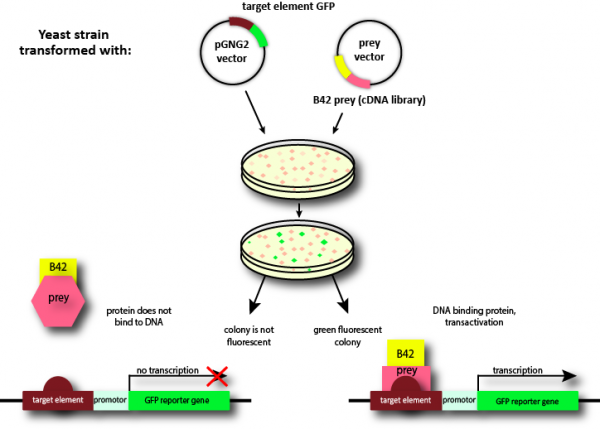 GFP reporter vector pGNG2