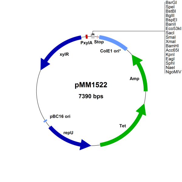 Bacillus megaterium vector, pMM1522