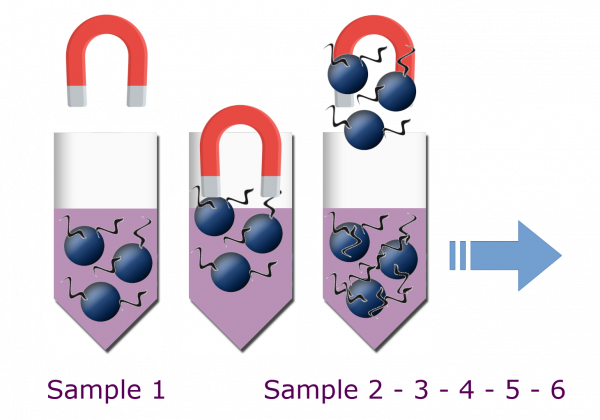 MagSi-NA Pathogens MSP (magtivio Art. No.: MDKT0021P06K)