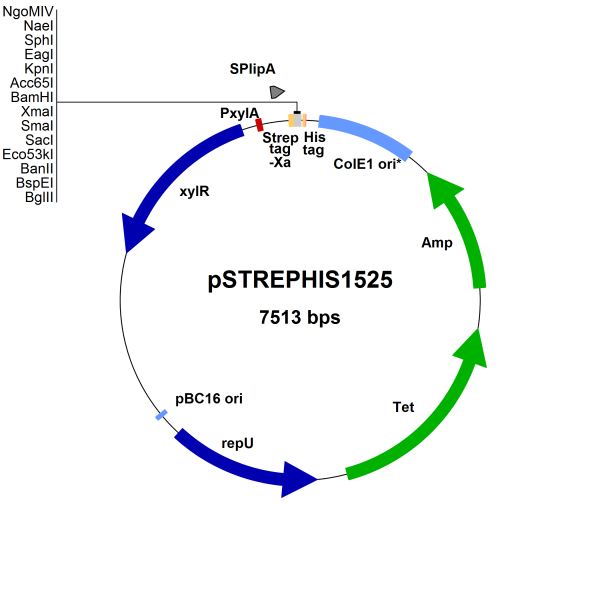 Bacillus megaterium vector pSTREPHIS1525