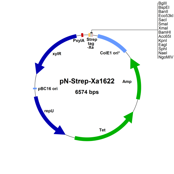 Bacillus megaterium vector pN-StrepXa1622