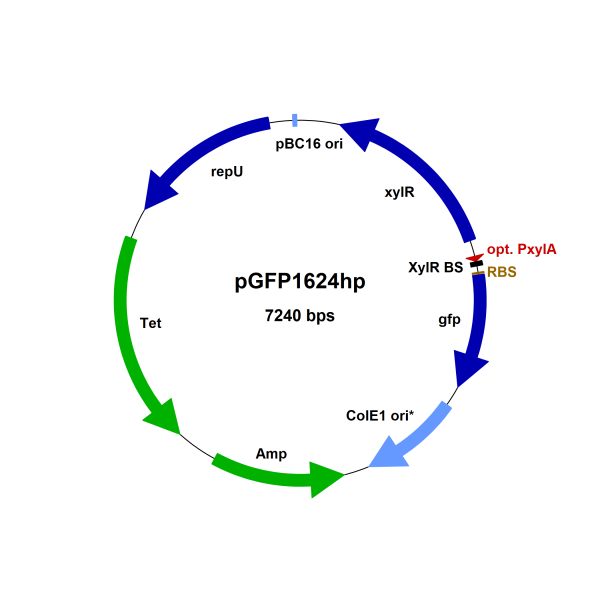 Bacillus megaterium pGFP1624hp, high performance GFP expression vector, positive control