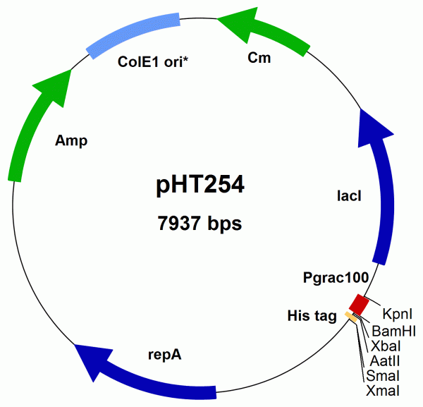 Bacillus subtilis expression vector pHT254 (Pgrac100 type, His-Tag)