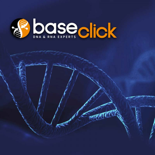 EdU Cell Proliferation Assays