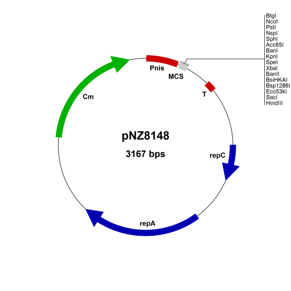 NICE® pNZ8148 Lactococcus lactis expression vector, NcoI site