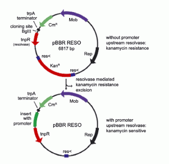 pBBR RESO Broad Host Range vector for promotor identification