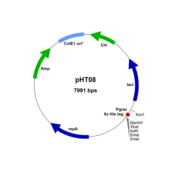 Bacillus subtilis expression vector pHT08 (Pgrac01 type, His-Tag)