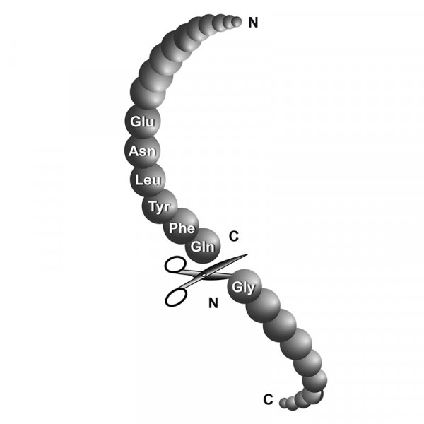 MobiTEVProtease2 (TurboTEV), recombinant GST- & His-Tag