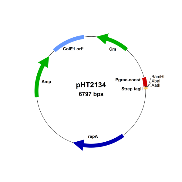 Bacillus subtilis constitutive expression vector pHT2134