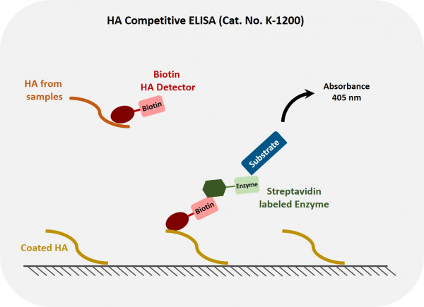 Hyaluronan Enzyme-Linked Immunosorbent Assay (HA ELISA) (Echelon Product Code: K-1200 EAKIT)