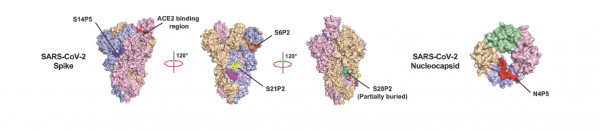 Spike-binding Peptide 1 (SBP1) (Echelon Product Code: 732-20 1MG)