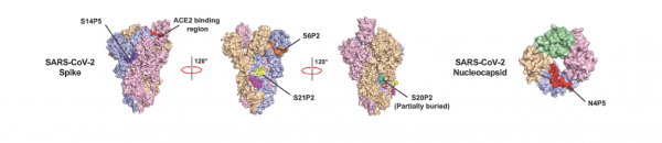 SARS-CoV-2 N4P5 (Echelon Product Code: 732-21 5MG)