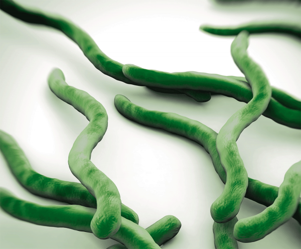 anti-Borrelia recom. IgG+VlsE (CSF) ELISA (semiquant., quant.)