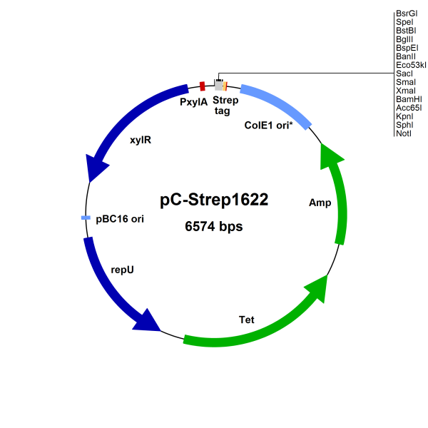Bacillus megaterium vector pC-Strep1622