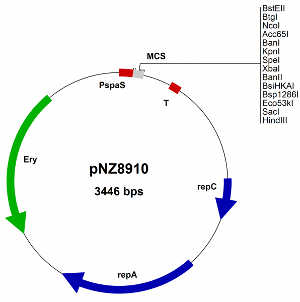 Bacillus subtilis SURE Expression vector pNZ8910