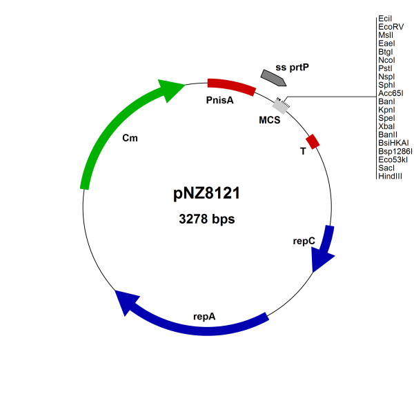 NICE® pNZ8121 Lactococcus lactis secretion vector (SP PrtP/EcoRV)