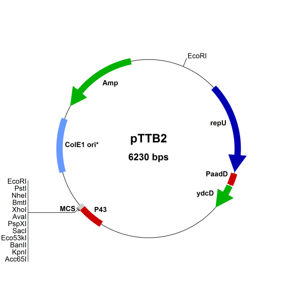 Bacillus subtilis pTTB2 vector