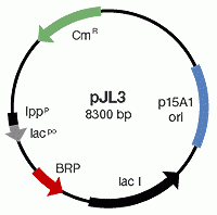 E.coli K12 transformed with pJL3