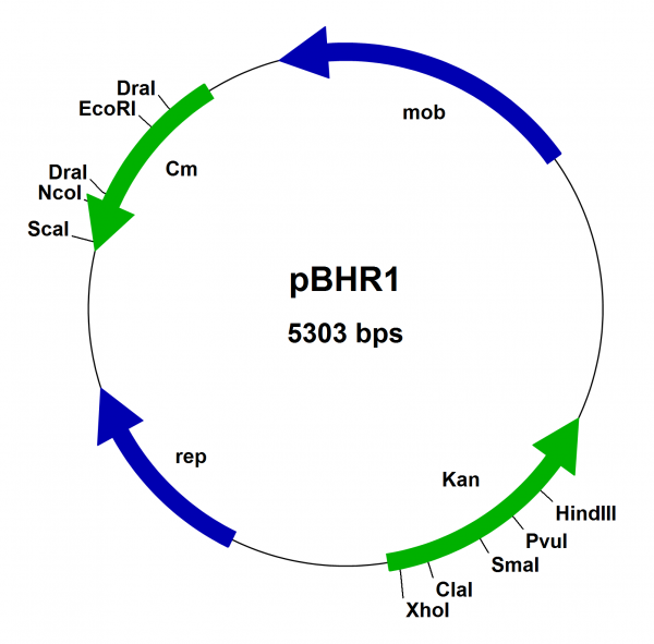 pBHR1 Broad Host Range Vector (mobilizable)