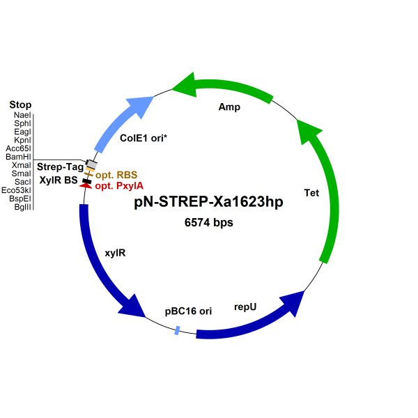 Bacillus megaterium vector pN-STREP-Xa1623hp