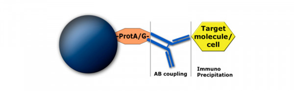 MagSi-protein G 600 (magtivio Art. No.: MD10012)