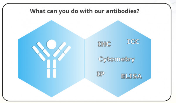 Vac14 Antibody polyclonal (Echelon Product Code: Z-RV14 10UG)