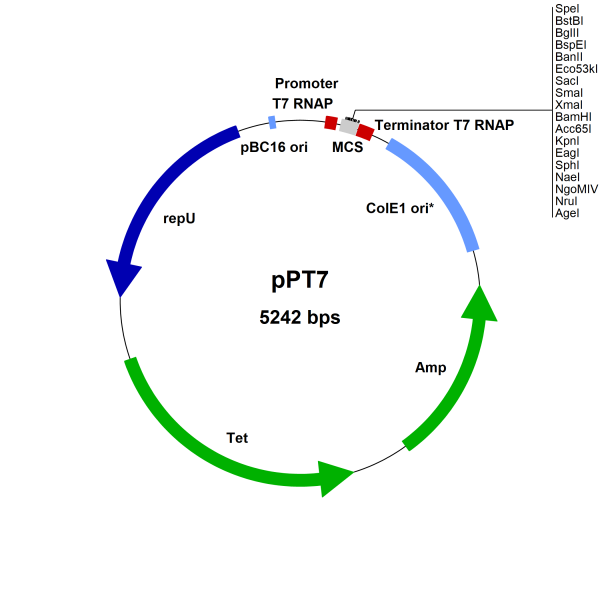 Bacillus megaterium high yield T7 gene expression kit, includes pretransformed protoplasts BMEGT702